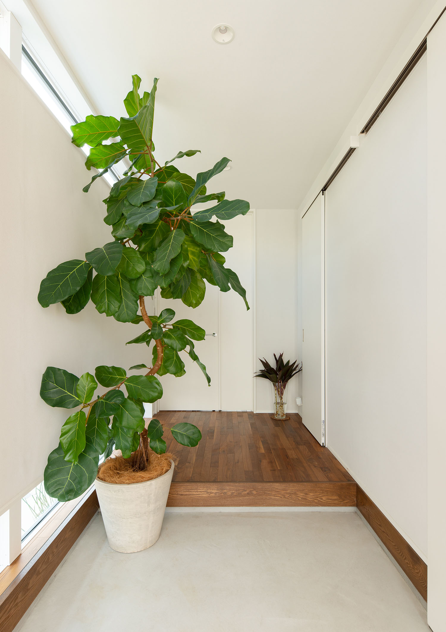 壁の上下に窓が取り付けられている、観葉植物のある玄関・デザイン住宅 注文住宅・デザイン住宅建築実例_『CASE663 シークエンス』_玄関