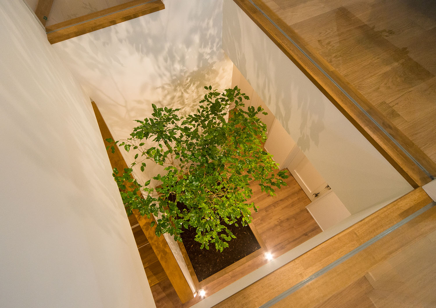 吹き抜けからシンボルツリーを見下ろした様子・Gardenのある家 注文住宅・デザイン住宅建築実例_『CASE674 Gardenのある家』_玄関